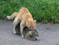 Deux chats tigrés en train de s'accoupler sur la route