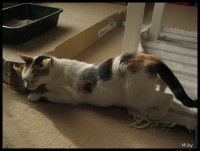 Une chatte tricolore montrant des signes de chaleur