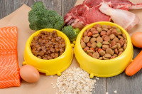 Deux gamelles de croquettes et de pâtée avec de la viande et des oeufs
