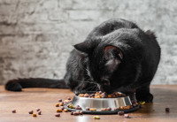 Un chat noir en train de manger des croquettes dans sa gamelle