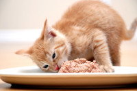 Un jeune chat roux mange de la pâtée dans une grande assiette