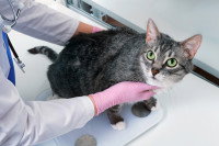 Un vétérinaire pèse un gros chat gris avec une balance