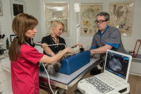 Le déroulement de l’avortement de la chatte