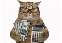 Le coût de l’avortement de la chatte