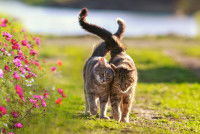 Deux chats se font un câlin dans un jardin en fleur
