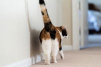 Une chatte tricolore en chaleur se frotte contre un mur