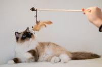 Une femme joue à la canne à pêche avec un Ragdoll
