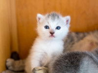 Le chaton et son besoin de chaleur