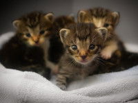 Le confort et l'hygiène du chaton