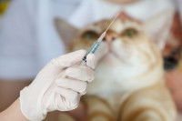 Un chat tigré roux se préparant à recevoir une injection hormonale