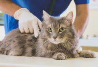 Un chat gris à poil long recevant un implant contraceptif