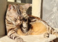 Une chatte gestante fait sa toilette