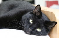 Une chatte noire allongée sur un lit