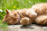 Une chatte rousse fatiguée allongée dans l'herbe