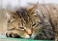 Une chatte gris tigré fatiguée dort en extérieur