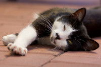 Une chatte noire et blanche s'étire sur le sol au soleil