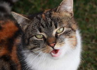 Une chatte tricolore stressée miaule