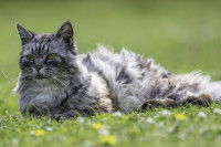 Une chatte grise à poil long allongée dans l'herbe