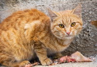 Un chat roux tigré mange de la viande crue dans la rue