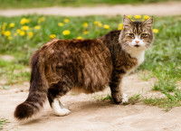 Une chatte gestante marche sur la pelouse