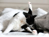 Les symptômes d'une fausse couche en fin de gestation