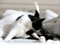 Un chat noir et blanc se lèche les parties génitales