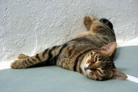 Une chatte tigrée allongée sur le sol, avec un air fatigué