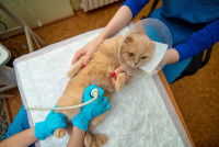 Un vétérinaire fait une échographie de contrôle chez une chatte gestante