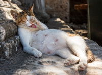 Une chatte en gestation se lèche la patte sur des marches d'escalier