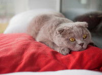 Une grosse chatte grise stressée par la gestation