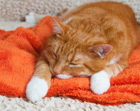 Une chatte rousse après une fausse couche