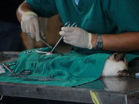 Un vétérinaire pratiquant un avortement sur une chatte