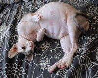 Une chatte gestante allongée sur le dos