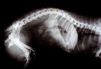 Une chatte enceinte vue aux rayons X