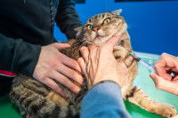 Une chatte tigré subit un prélèvement