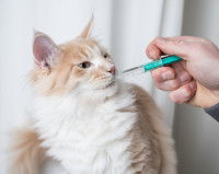 Une chatte rousse et blanche en train de se faire vacciner