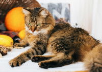 Une grosse chatte à poil long couché