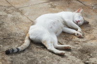 Une chatte tricolore enceinte dort allongée sur le sol