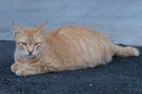 Une chatte rousse tigré en début de gestation