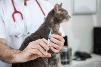 Un vétérinaire s'apprête à vacciner une chatte gestante