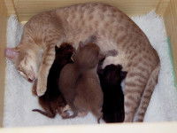 Les complications possibles lors de la mise bas d'une chatte