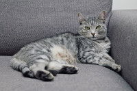 Un beau chat gris tabby allongé sur un canapé