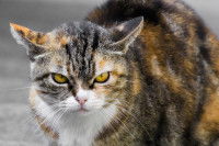 Un chat tricolore à l'air sauvage