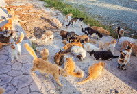 Un grand nombre de chats de gouttière rassemblés dans un parc