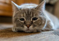 Un chat gris à l'air dépressif allongé sur le sol