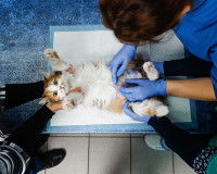 Chat mâle en train de subir une vasectomie