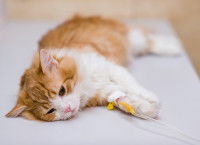 Chat roux couché sur une table d'opération