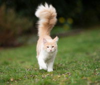 Chat brun et blanc courant dans l'herbe