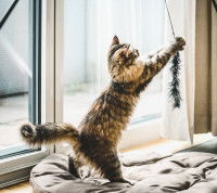 Un chat jouant avec une cordelette