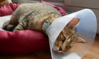 Un chat avec une collerette